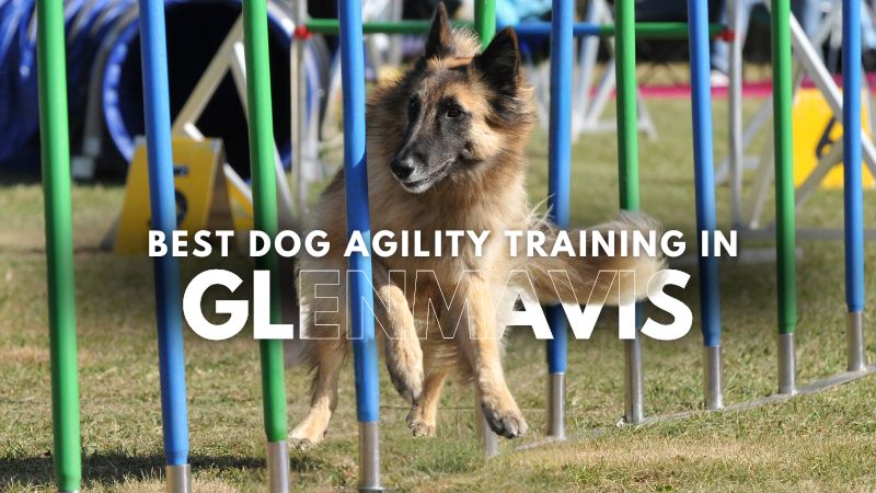 Best Dog Agility Training in Glenmavis