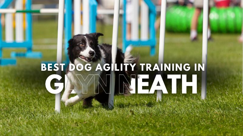 Best Dog Agility Training in Glyn Neath