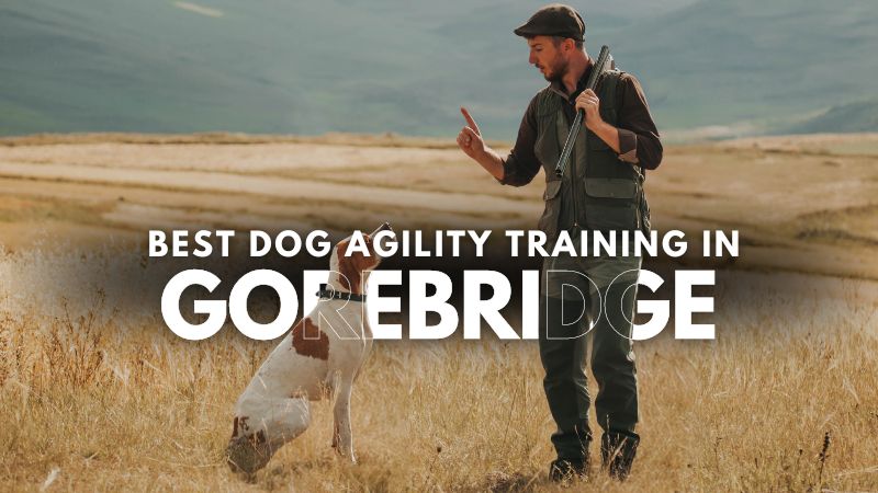 Best Dog Agility Training in Gorebridge