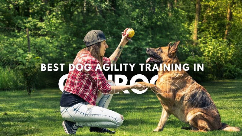 Best Dog Agility Training in Gourock
