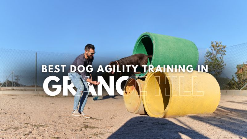 Best Dog Agility Training in Grange Hill