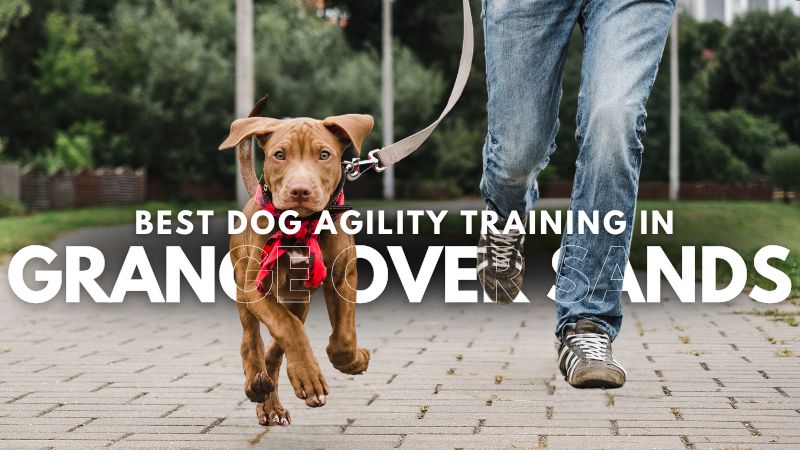 Best Dog Agility Training in Grange Over Sands