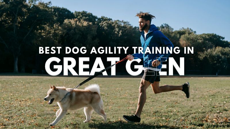 Best Dog Agility Training in Great Glen