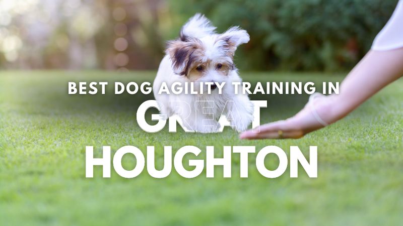 Best Dog Agility Training in Great Houghton