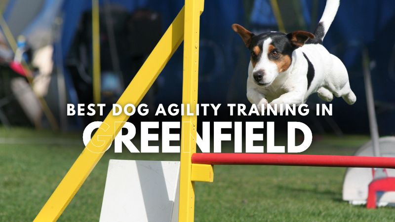 Best Dog Agility Training in Greenfield