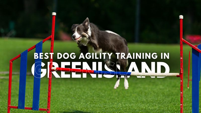 Best Dog Agility Training in Greenisland