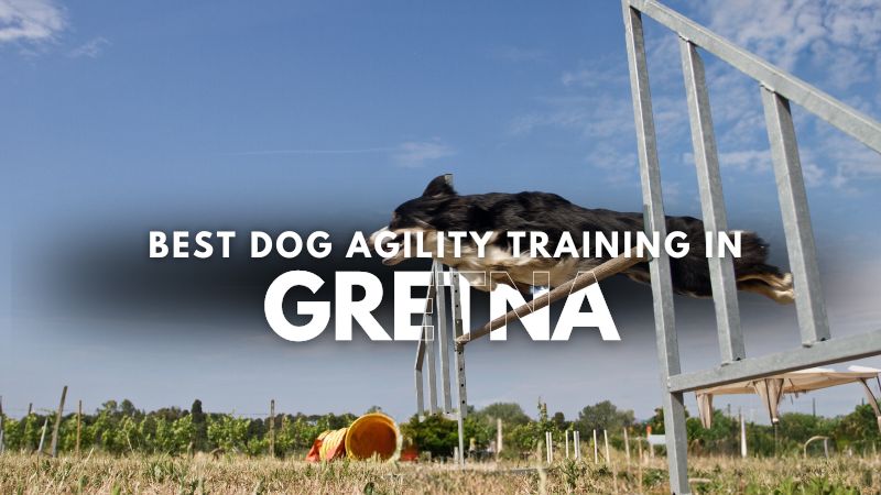 Best Dog Agility Training in Gretna