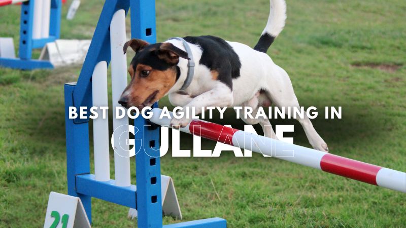 Best Dog Agility Training in Gullane