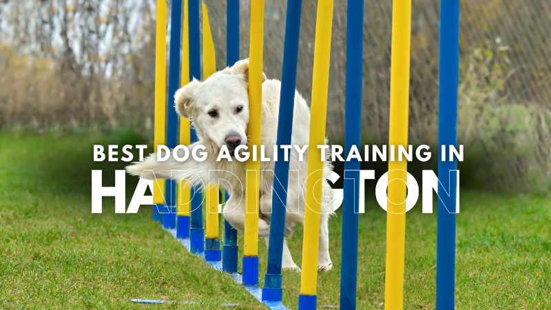 Best Dog Agility Training in Haddington