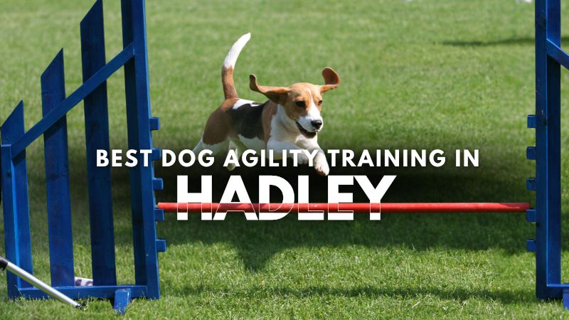 Best Dog Agility Training in Hadley