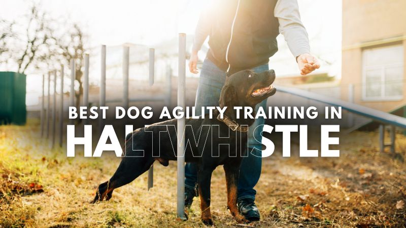 Best Dog Agility Training in Haltwhistle