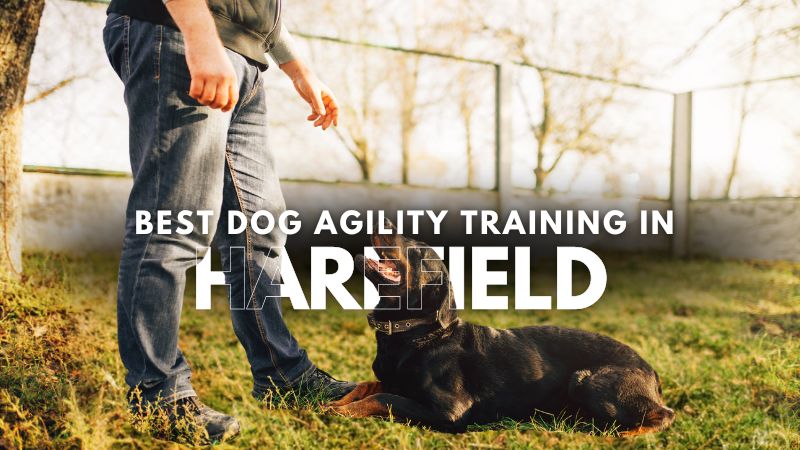 Best Dog Agility Training in Harefield