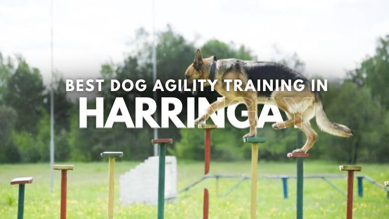 Best Dog Agility Training in Harringay