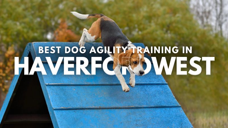 Best Dog Agility Training in Haverfordwest