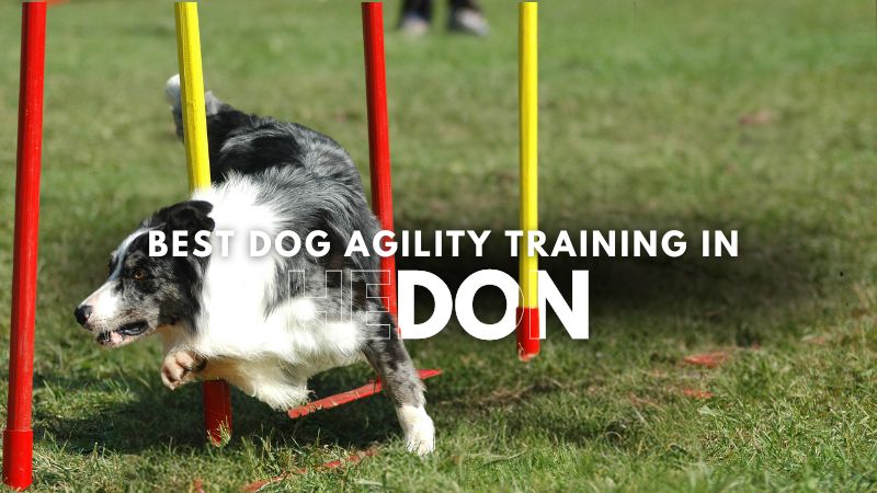 Best Dog Agility Training in Hedon