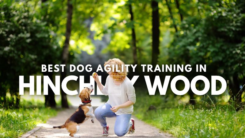 Best Dog Agility Training in Hinchley Wood