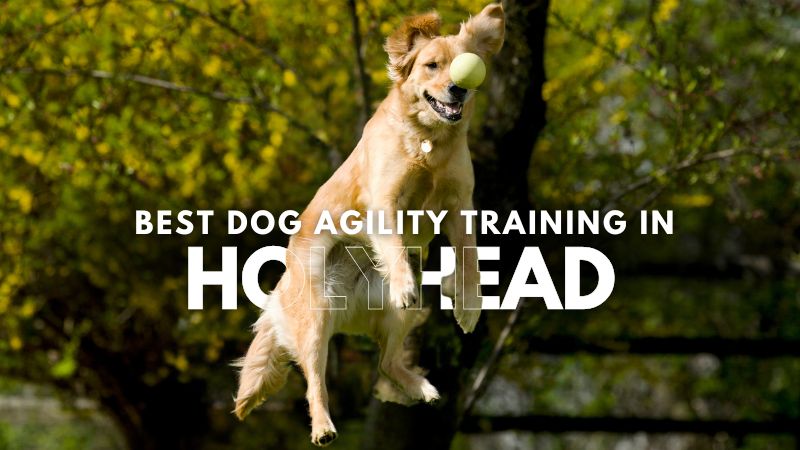 Best Dog Agility Training in Holyhead