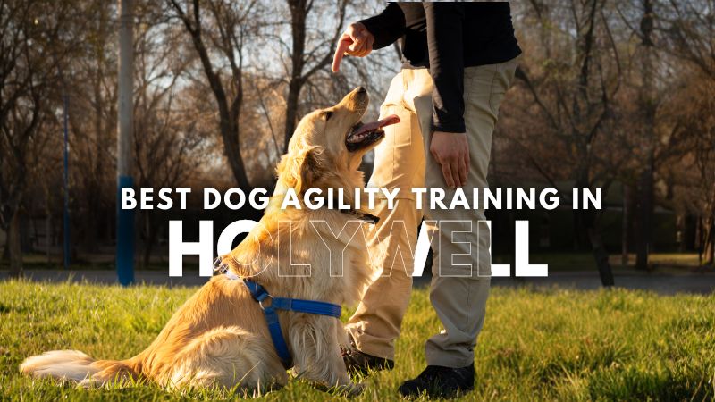 Best Dog Agility Training in Holywell