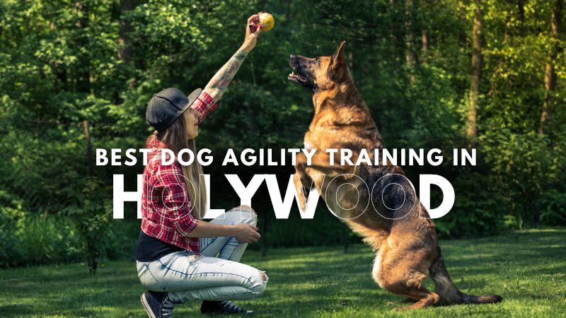 Best Dog Agility Training in Holywood