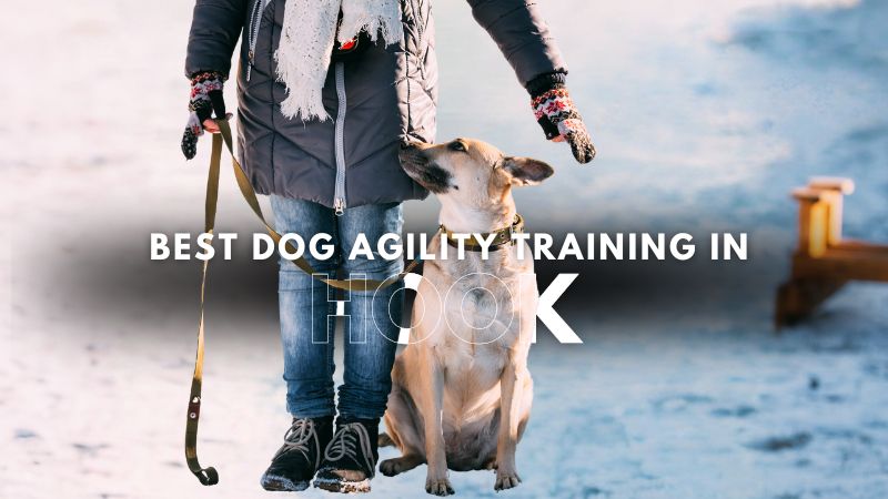 Best Dog Agility Training in Hook