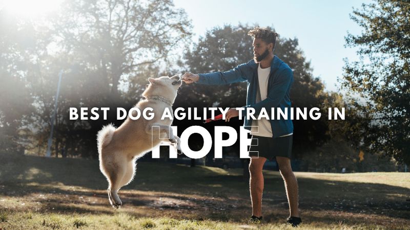 Best Dog Agility Training in Hope