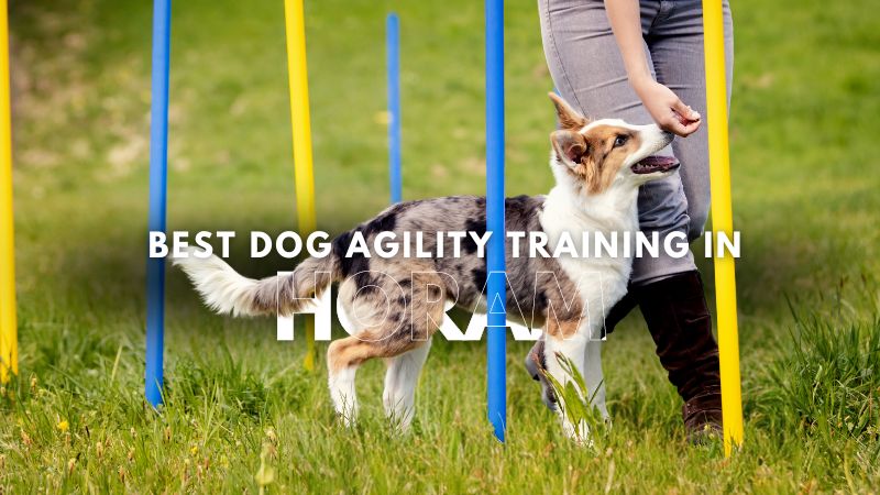 Best Dog Agility Training in Horam