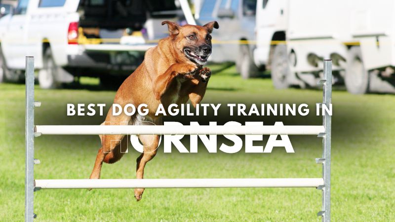 Best Dog Agility Training in Hornsea