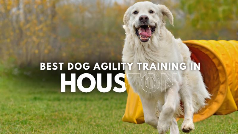 Best Dog Agility Training in Houston