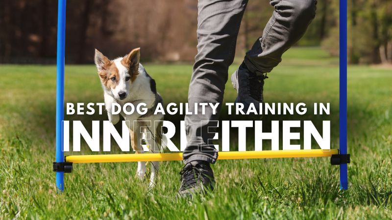 Best Dog Agility Training in Innerleithen