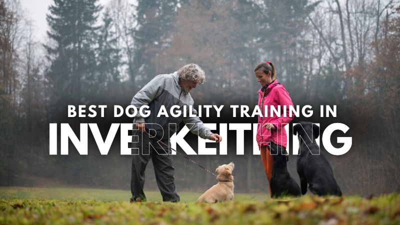 Best Dog Agility Training in Inverkeithing