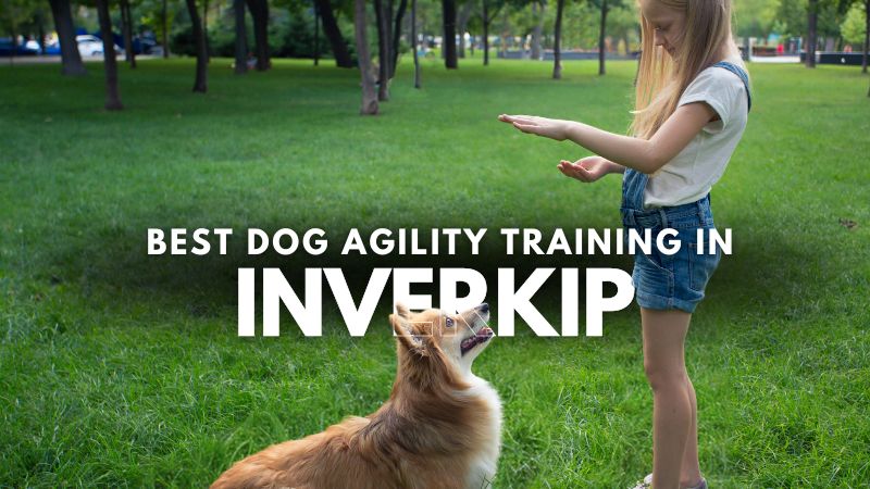 Best Dog Agility Training in Inverkip