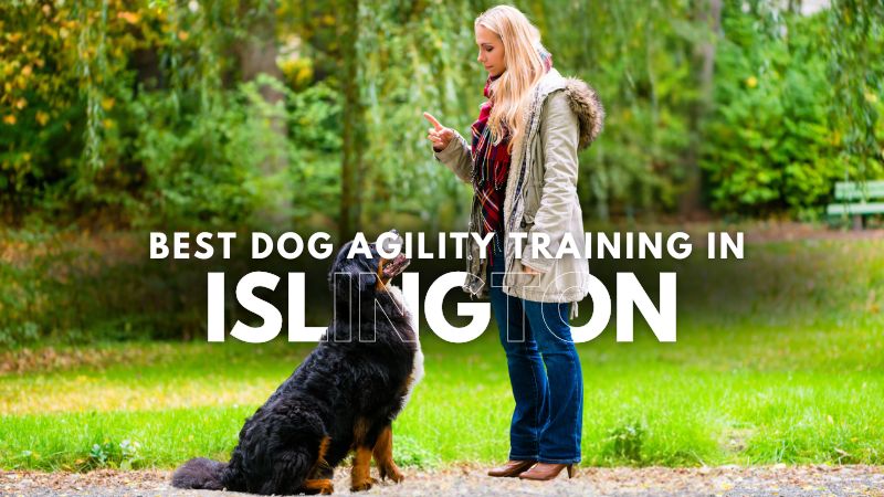 Best Dog Agility Training in Islington