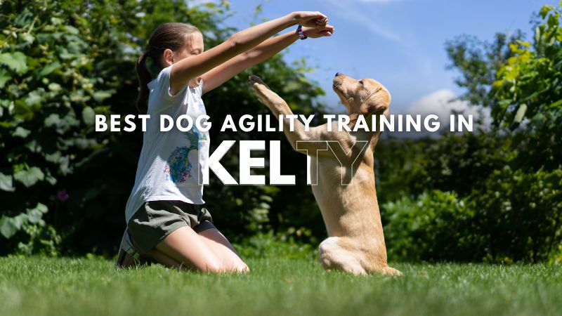 Best Dog Agility Training in Kelty