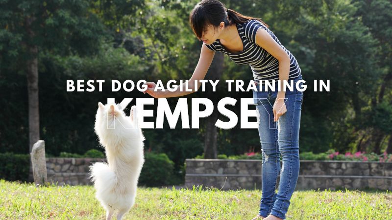 Best Dog Agility Training in Kempsey