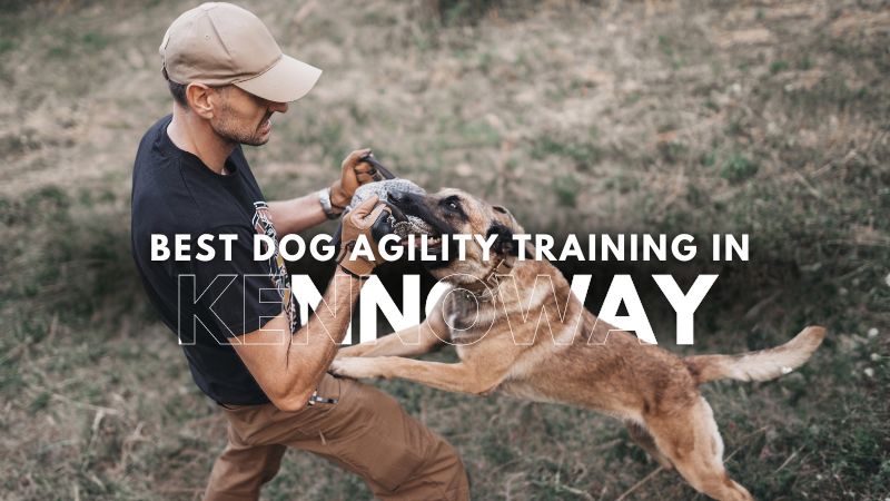 Best Dog Agility Training in Kennoway