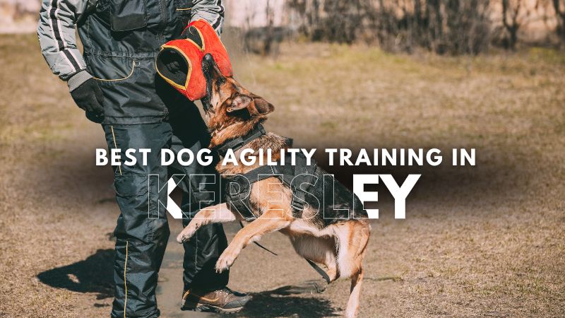 Best Dog Agility Training in Keresley