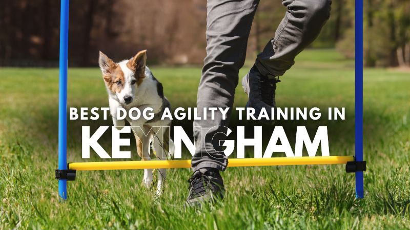 Best Dog Agility Training in Keyingham