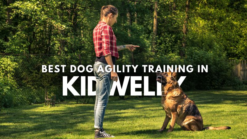 Best Dog Agility Training in Kidwelly