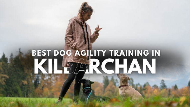 Best Dog Agility Training in Kilbarchan