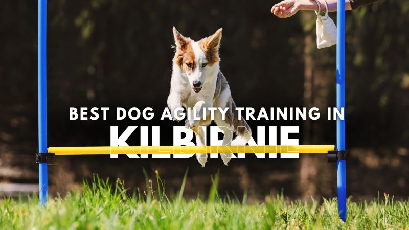 Best Dog Agility Training in Kilbirnie