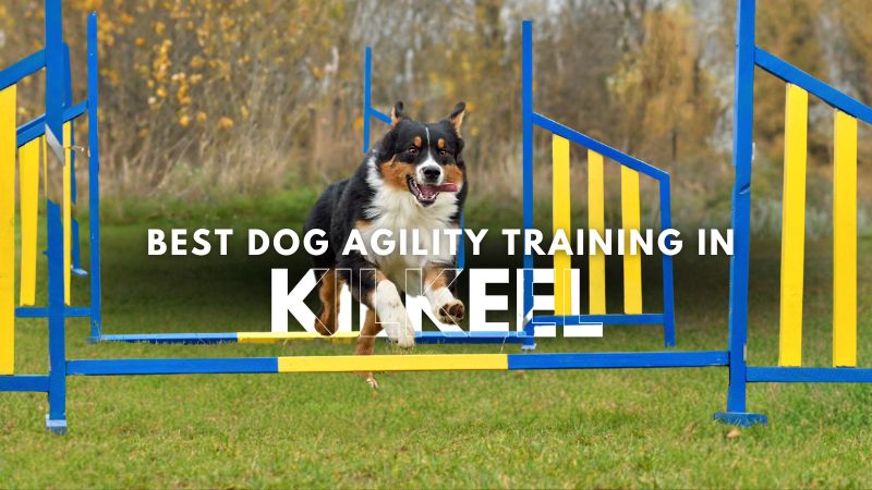 Best Dog Agility Training in Kilkeel
