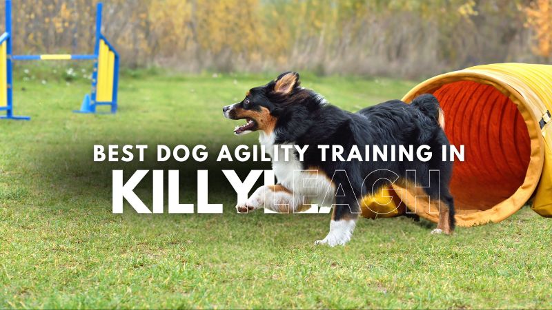 Best Dog Agility Training in Killyleagh