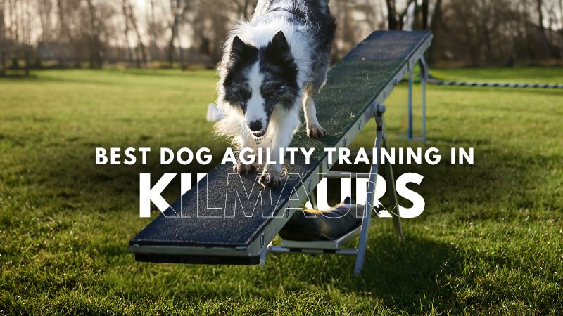 Best Dog Agility Training in Kilmaurs