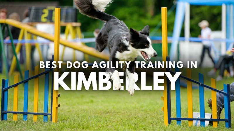 Best Dog Agility Training in Kimberley