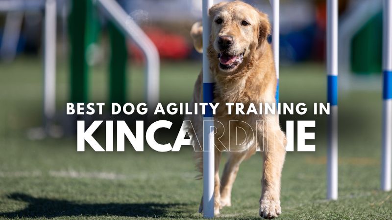 Best Dog Agility Training in Kincardine