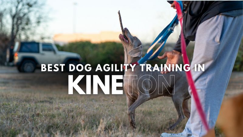 Best Dog Agility Training in Kineton