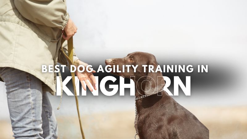 Best Dog Agility Training in Kinghorn