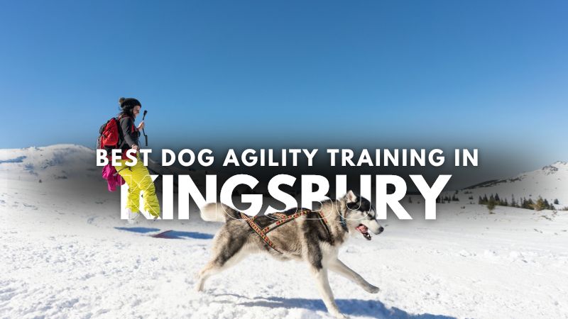 Best Dog Agility Training in Kingsbury