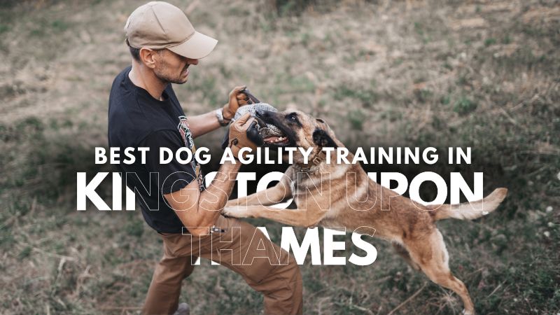Best Dog Agility Training in Kingston Upon Thames
