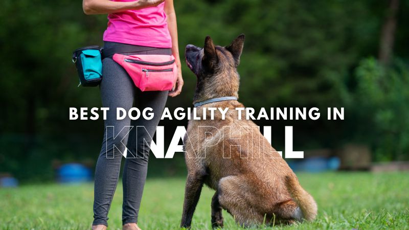 Best Dog Agility Training in Knaphill